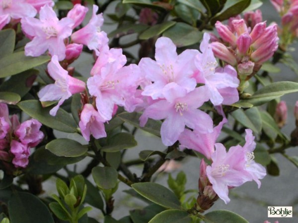 Rhododendron ferrugineum 'Tottenham'