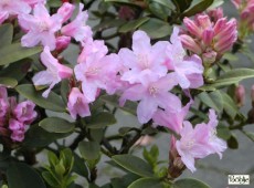 Rhododendron ferrugineum 'Tottenham'