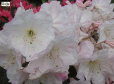 Rhododendron fortunei