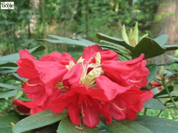 Rhododendron Hybride 'Fuego' (haematodes)