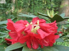 Rhododendron Hybride 'Fuego' (haematodes)