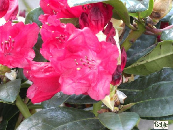 Rhododendron haematodes 'Lisetta'