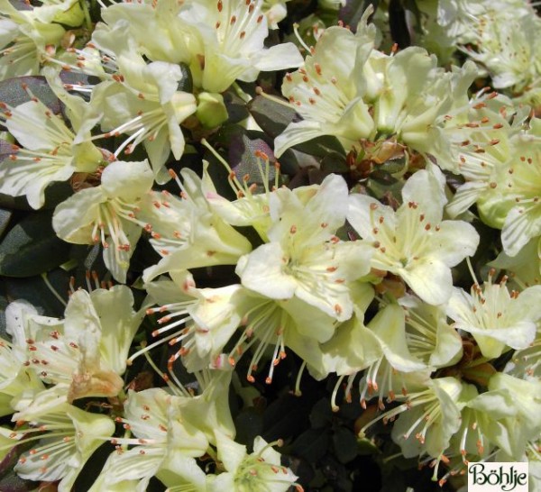 Rhododendron hanceanum 'Princess Anne'