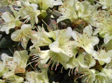 Rhododendron hanceanum 'Princess Anne'