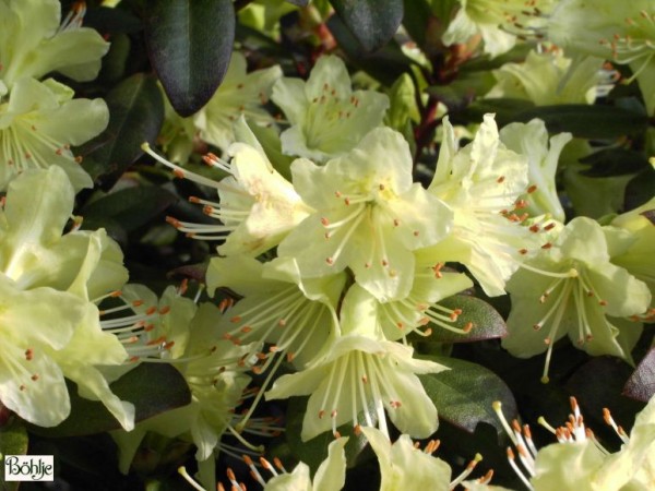 Rhododendron hanceanum 'Shamrock'