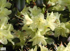 Rhododendron hanceanum 'Shamrock'