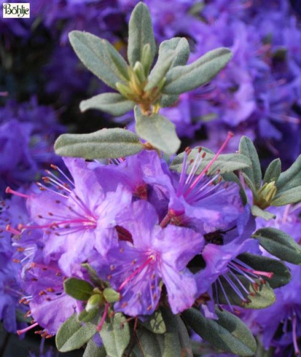 Rhododendron hippophaeoides 