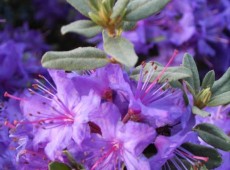 Rhododendron hippophaeoides 