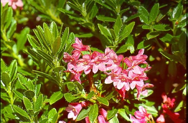 Rhododendron hirsutum