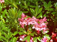 Rhododendron hirsutum