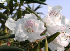 Rhododendron hyperythrum