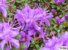 Rhododendron impeditum