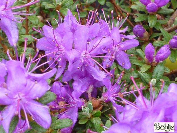 Rhododendron impeditum