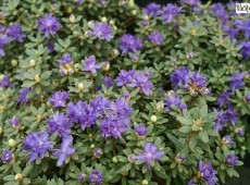 Rhododendron impeditum 'Azurika'