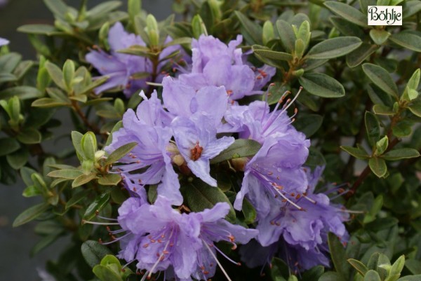 Rhododendron impeditum 'Blaue Mauritius'