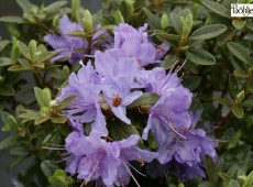 Rhododendron impeditum 'Blaue Mauritius'