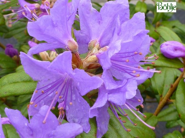 Rhododendron impeditum 'Blue Tit Magor'