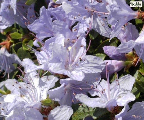 Rhododendron impeditum 'Blue Tit'