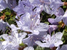 Rhododendron impeditum 'Blue Tit'