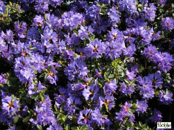 Rhododendron impeditum 'Blue Wonder'