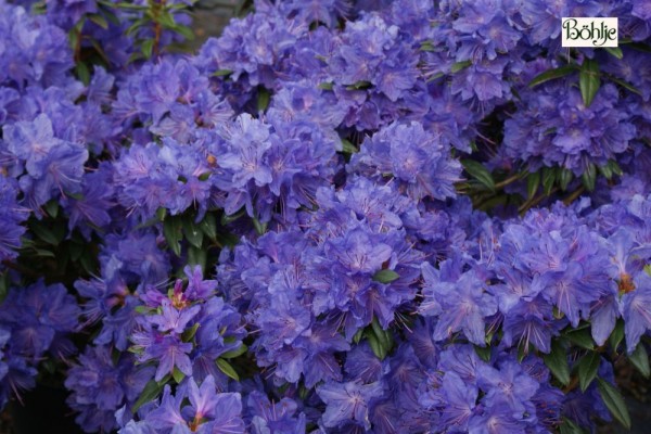 Rhododendron impeditum 'Luisella'