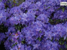 Rhododendron impeditum 'Luisella'