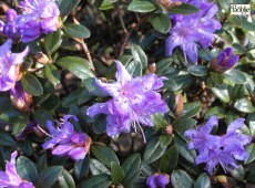 Rhododendron impeditum 'Moerheim'