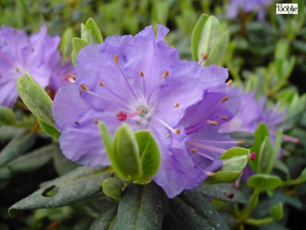 Rhododendron impeditum 'Ramapo'