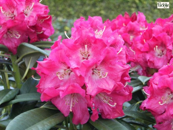 Rhododendron insigne 'Berliner Liebe'