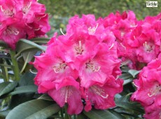 Rhododendron insigne 'Berliner Liebe'