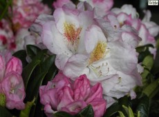 Rhododendron insigne 'Brigitte'