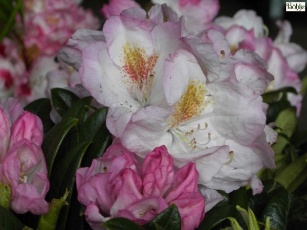 Rhododendron insigne 'Brigitte'