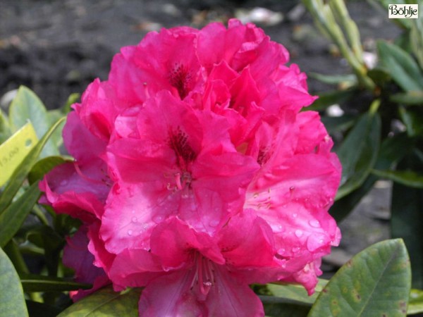 Rhododendron insigne 'Marianne von Weizäcker'