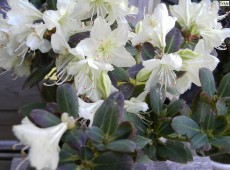 Rhododendron keiskei 'Banana Boat'