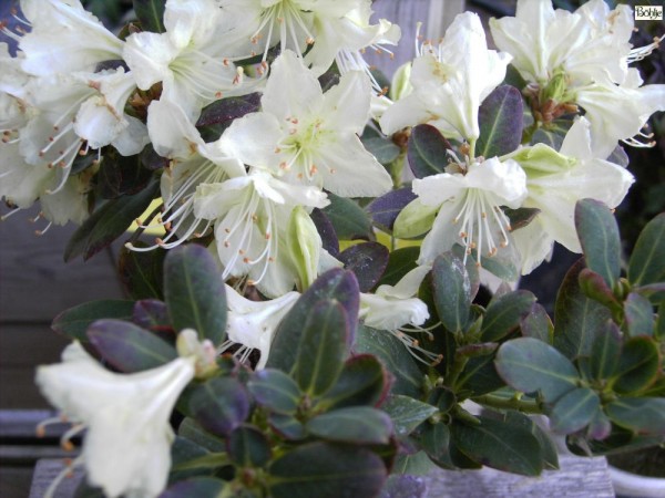 Rhododendron keiskei 'Banana Boat'