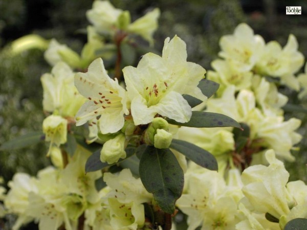 Rhododendron keiskei 'Chink'