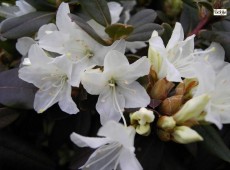 Rhododendron keiskei 'Crane'