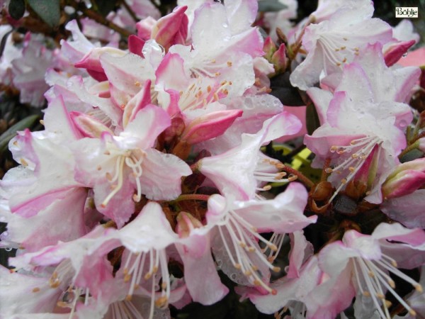 Rhododendron keiskei 'Ginny Gee'