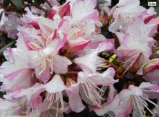 Rhododendron keiskei 'Ginny Gee'