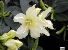 Rhododendron keiskei 'Patty Bee' 