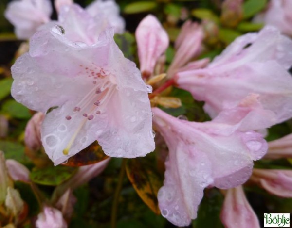 Rhododendron keiskei 'Southland'