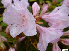 Rhododendron keiskei 'Southland'