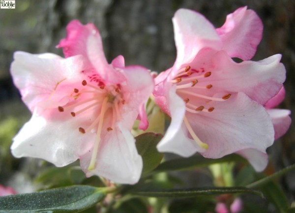 Rhododendron keiskei 'Wee Bee'