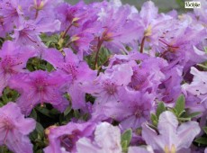 Rhododendron keleticum