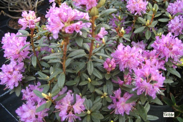 Rhododendron lapponicum