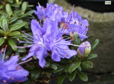 Rhododendron litangense