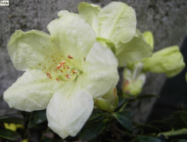 Rhododendron ludlowii 'Wren'