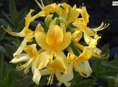 Rhododendron luteum (Azalea pontica) Wildform 