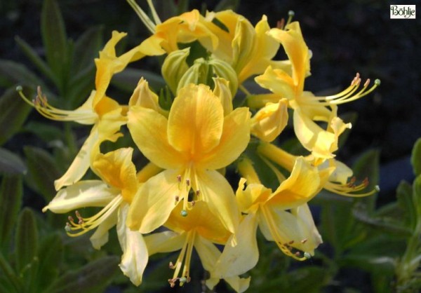 Rhododendron luteum (Azalea pontica) Wildform 