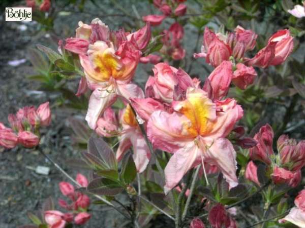 Rhododendron luteum 'Berryrose'